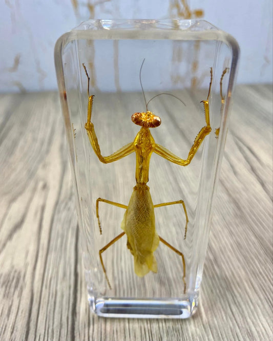 Large Praying Mantis Insect Taxidermy / Insects In Clear Acrylic Block Resin Paperweight Taxidermy Insect Entomology Bugs