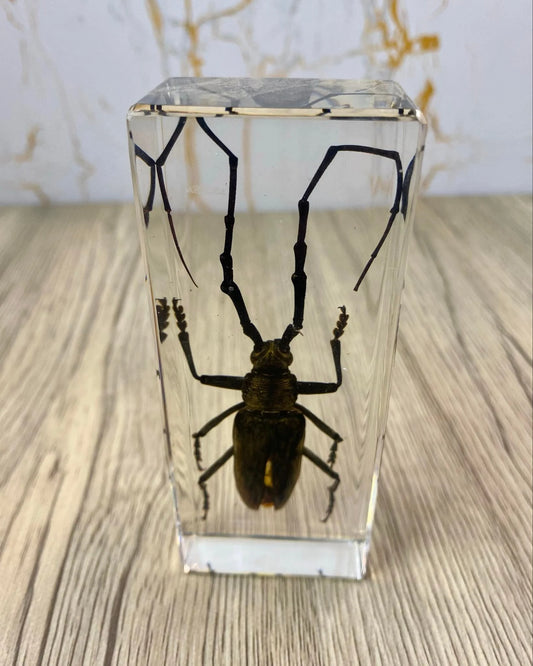 Large Sawyer Beetle Taxidermy / Longhorn Beetle / Insects In Clear Acrylic Block Resin Paperweight Taxidermy Insect Entomology Bugs