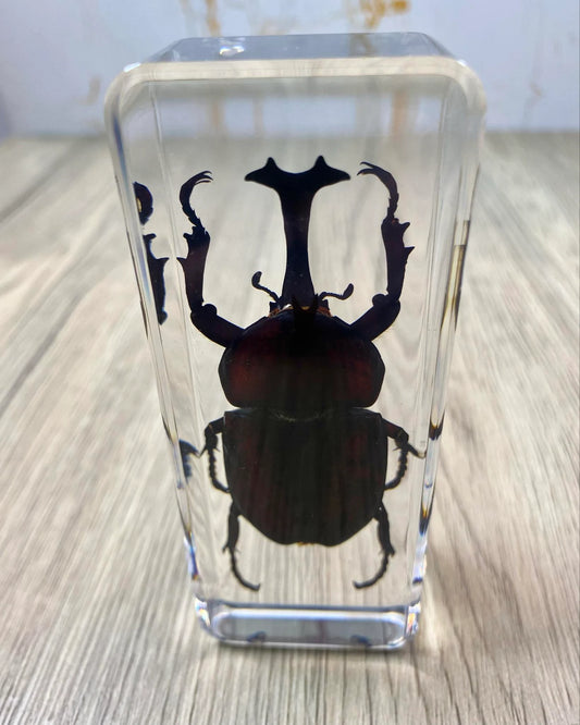 Large Unicorn Beetle Insect Taxidermy / Insects In Clear Acrylic Block Resin Paperweight Taxidermy Insect Entomology Bugs